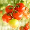 【トマト栽培】 害虫駆除や予防の仕方について