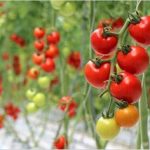 【トマトの育て方】プランター栽培での植え付け時期や支柱の立て方