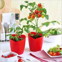 プチトマト栽培 やり方