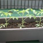 【プチトマト】 プランター栽培に必要な物や育て方の手順について