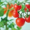 プチトマト栽培はキットが簡単！値段や評判・口コミはこちら