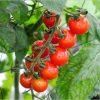 プチトマト栽培の「わき芽取り」って何？正しいやり方はココ