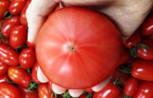 スターライン トマト