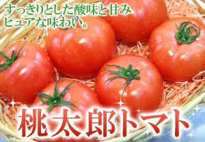 桃太郎トマト