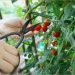 栽培中のプチトマトが病気に！原因や対処法について