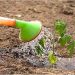 ミニトマトの育て方！肥料の選び方や追肥の時期について