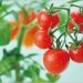 プチトマト栽培はキットが簡単！値段や評判・口コミはこちら